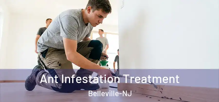 Ant Infestation Treatment Belleville-NJ