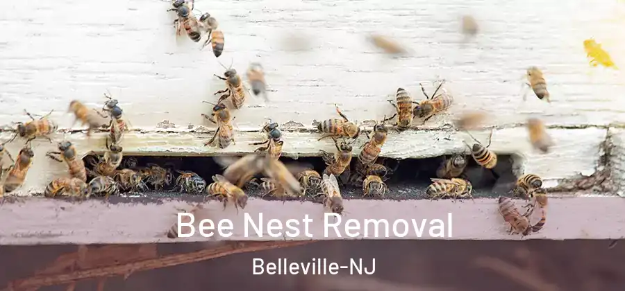 Bee Nest Removal Belleville-NJ