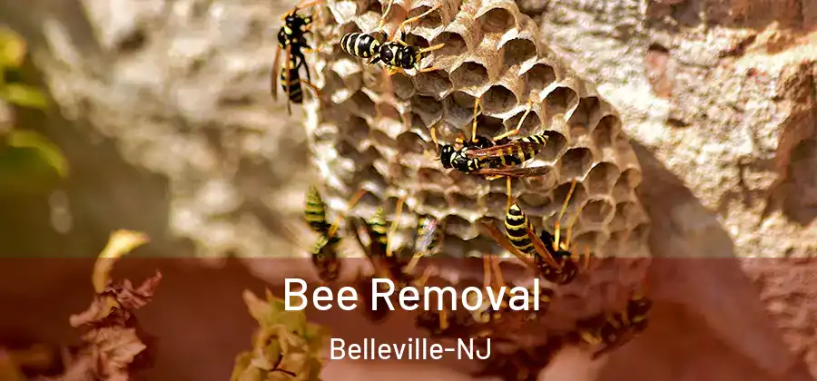  Bee Removal Belleville-NJ