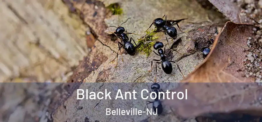  Black Ant Control Belleville-NJ