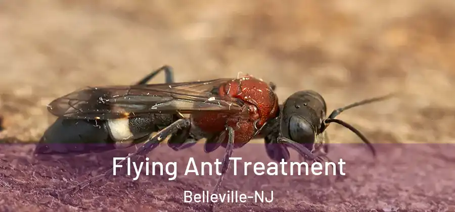  Flying Ant Treatment Belleville-NJ