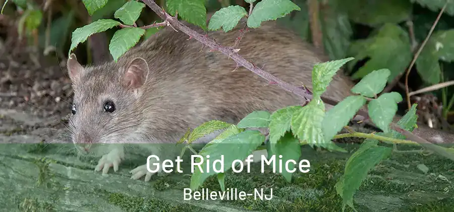 Get Rid of Mice Belleville-NJ