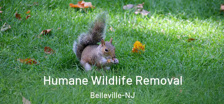  Humane Wildlife Removal Belleville-NJ