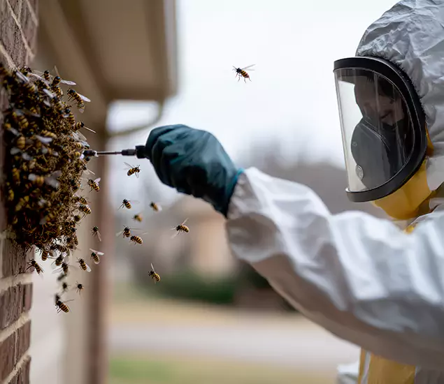 Your Bee Removal Company in Belleville, NJ
