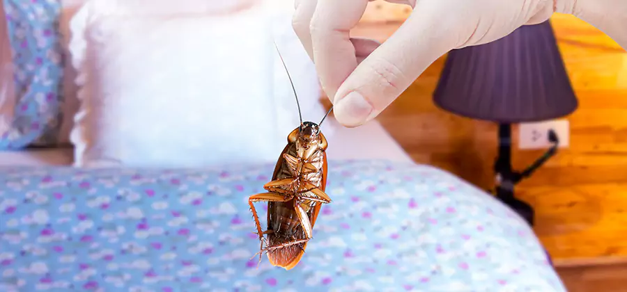 Fast Roach Elimination in Belleville