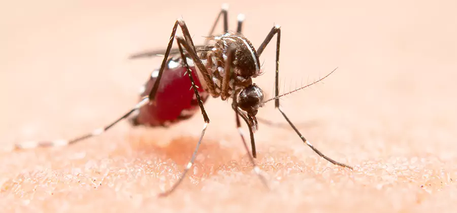 Indoor Mosquito Killer and Interior Control in Belleville