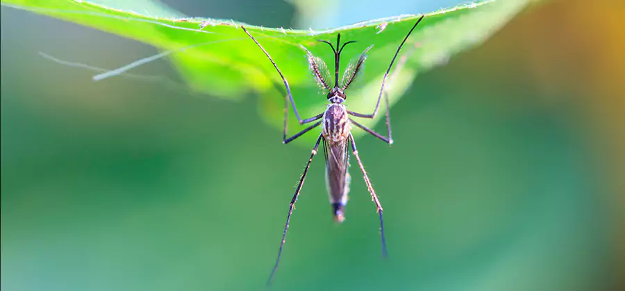 Home Defense Insect Killer in Belleville