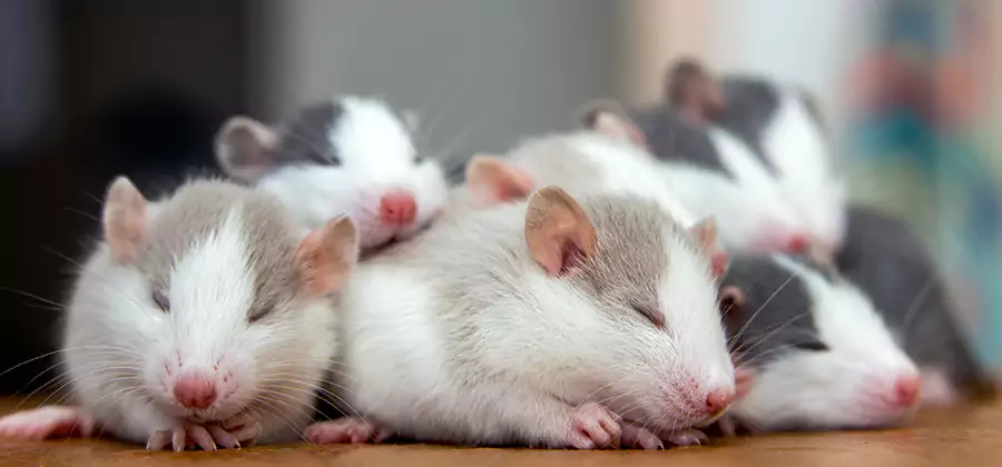 Rat Infestation Exclusion Service in Belleville