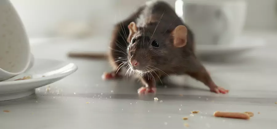 Attic Rat Exclusion Service in Belleville