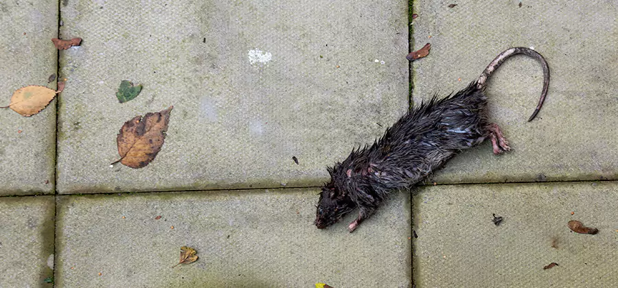Rodent inspection service in Belleville