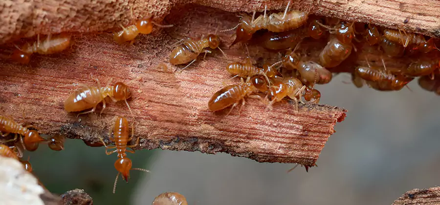 Wood Preservation Termite Treatment in Belleville