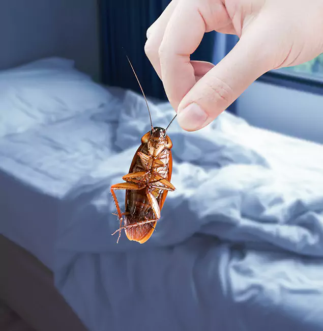 Why Choose Belleville Pest Control Pro for Bed Bug Extermination in Belleville, NJ?