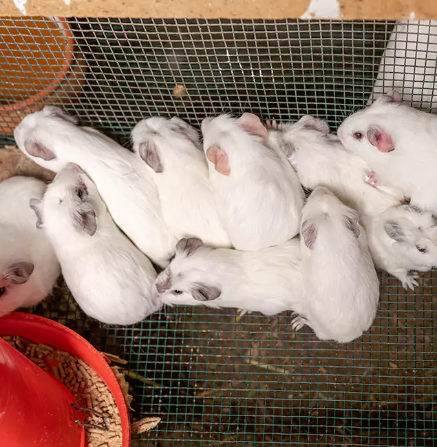 Why Belleville Pest Control Pro Is the Trusted Choice in Belleville, NJ?