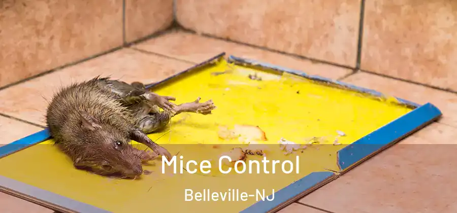  Mice Control Belleville-NJ