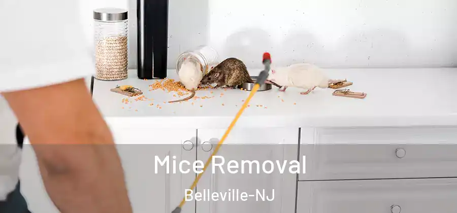  Mice Removal Belleville-NJ