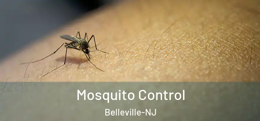 Mosquito Control Belleville-NJ