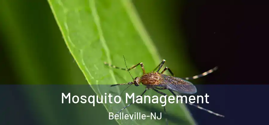  Mosquito Management Belleville-NJ
