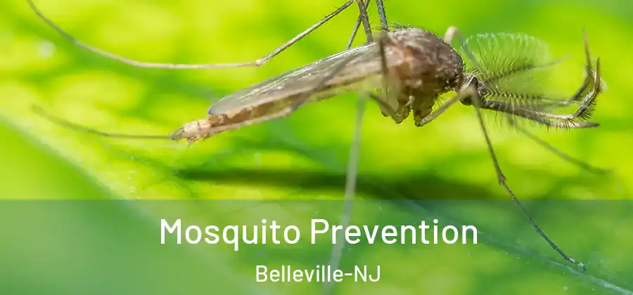  Mosquito Prevention Belleville-NJ