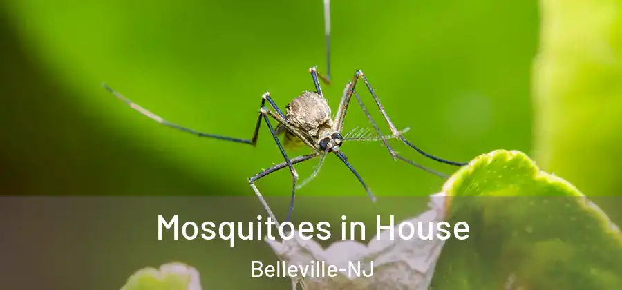  Mosquitoes in House Belleville-NJ