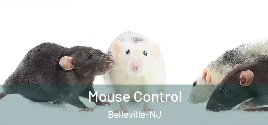 Mouse Control Belleville-NJ