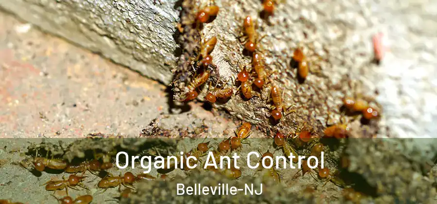  Organic Ant Control Belleville-NJ