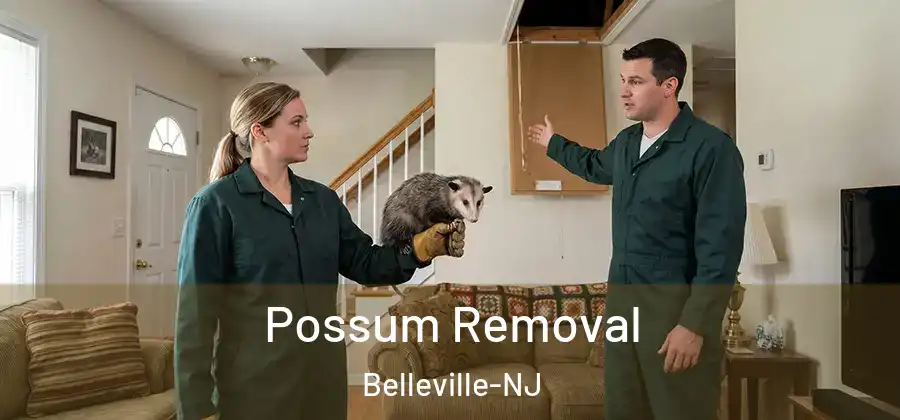  Possum Removal Belleville-NJ