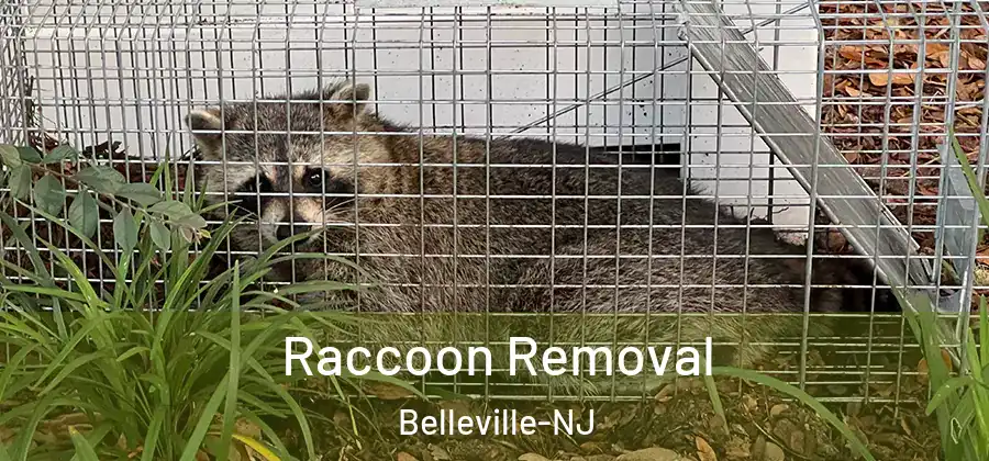  Raccoon Removal Belleville-NJ
