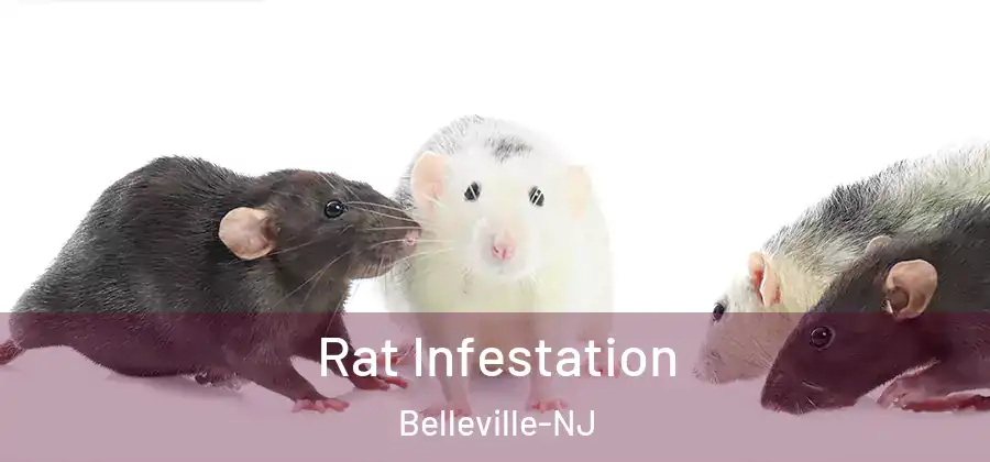  Rat Infestation Belleville-NJ