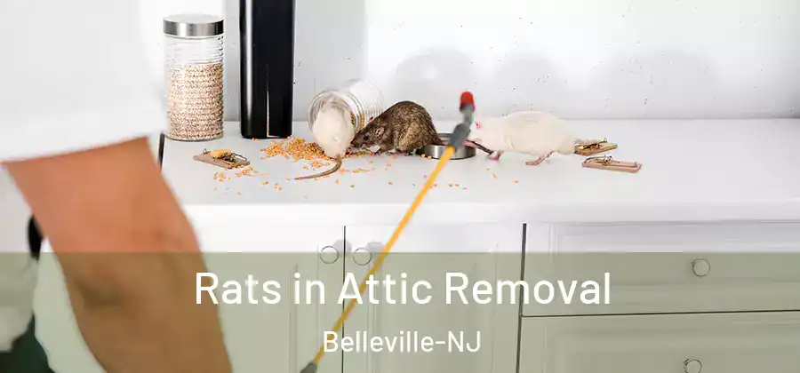  Rats in Attic Removal Belleville-NJ