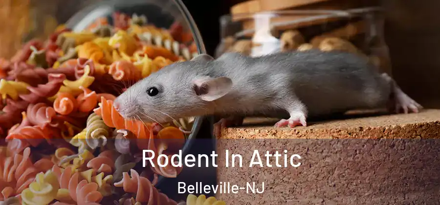  Rodent In Attic Belleville-NJ