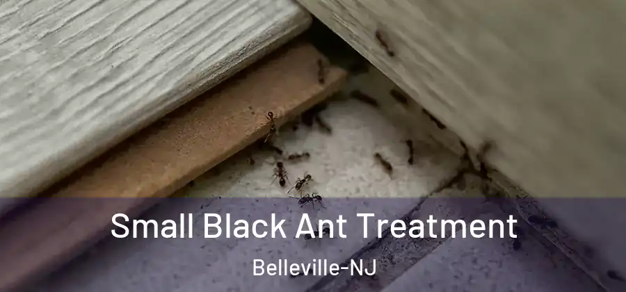  Small Black Ant Treatment Belleville-NJ