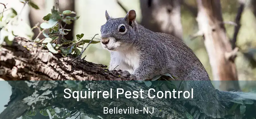  Squirrel Pest Control Belleville-NJ