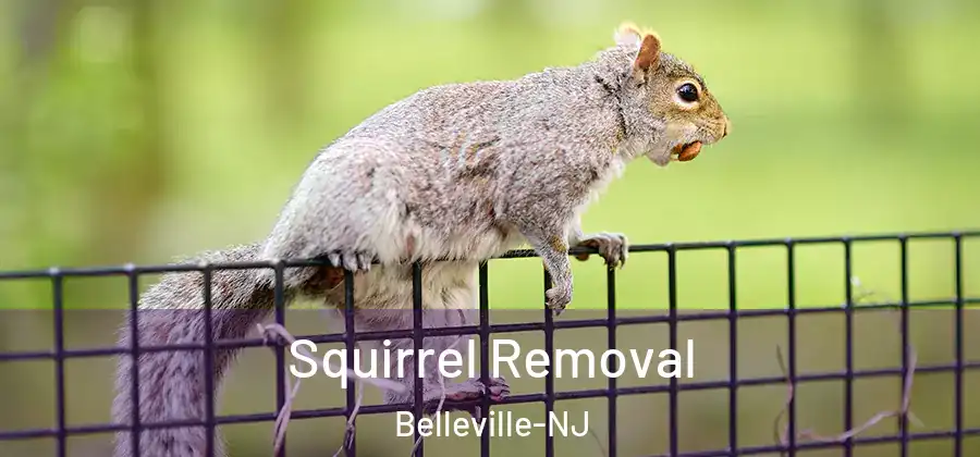  Squirrel Removal Belleville-NJ