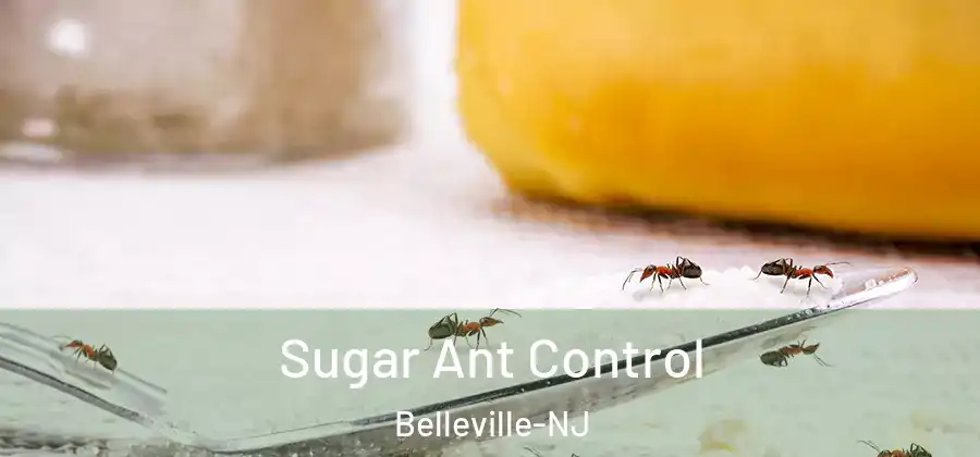  Sugar Ant Control Belleville-NJ