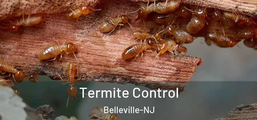  Termite Control Belleville-NJ