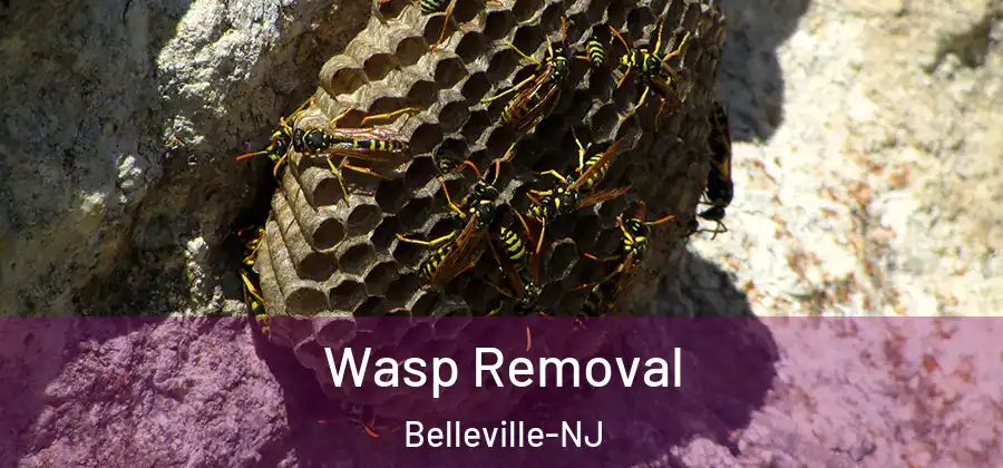  Wasp Removal Belleville-NJ