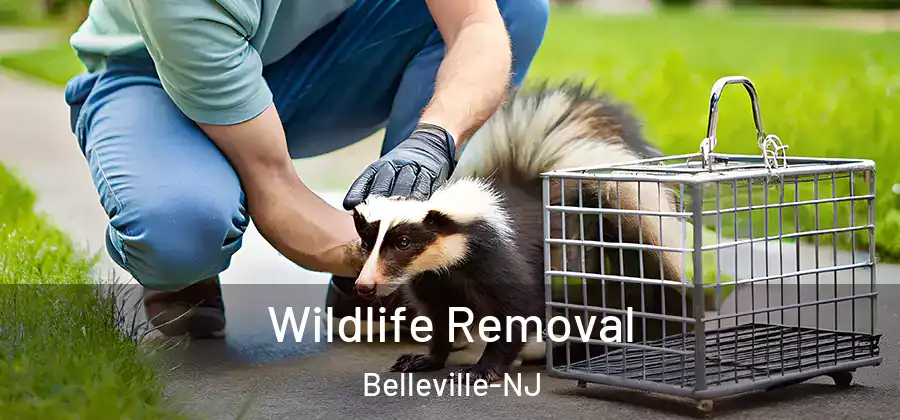  Wildlife Removal Belleville-NJ