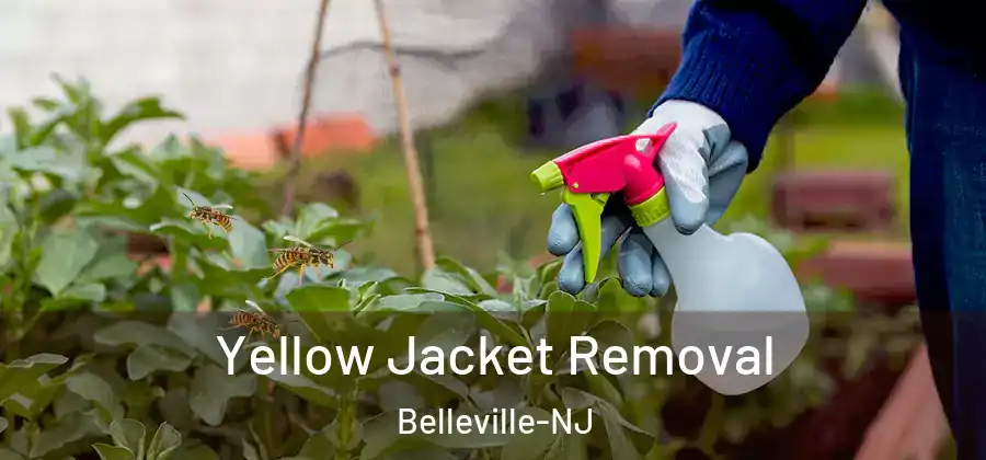  Yellow Jacket Removal Belleville-NJ